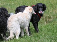 Puppys van Bliss040622-0008